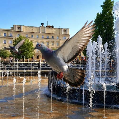 The Symphony of Water and Wings