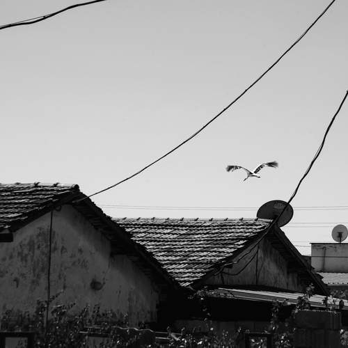 Photo #13699239