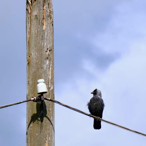 Photo #13699301