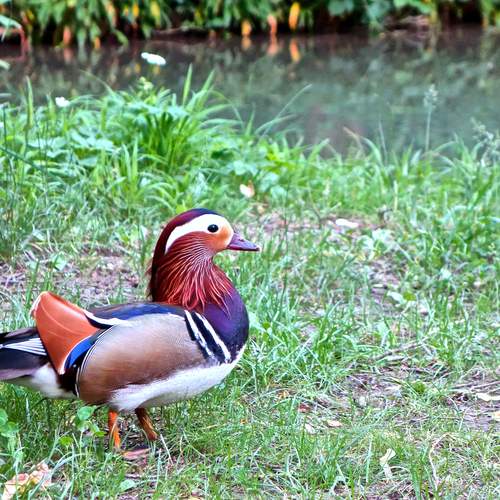 Pato Colorines