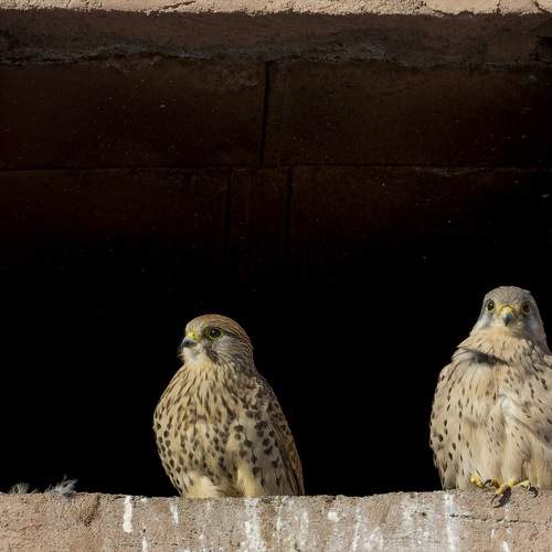 Photo #13699367