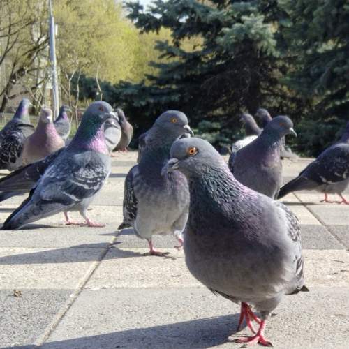 А где корм?
