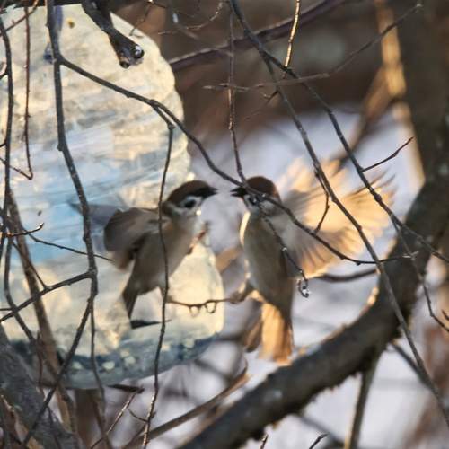 Photo #13699618