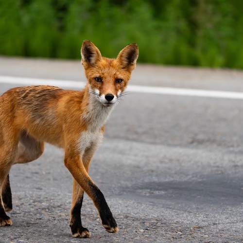 Photo #13699640