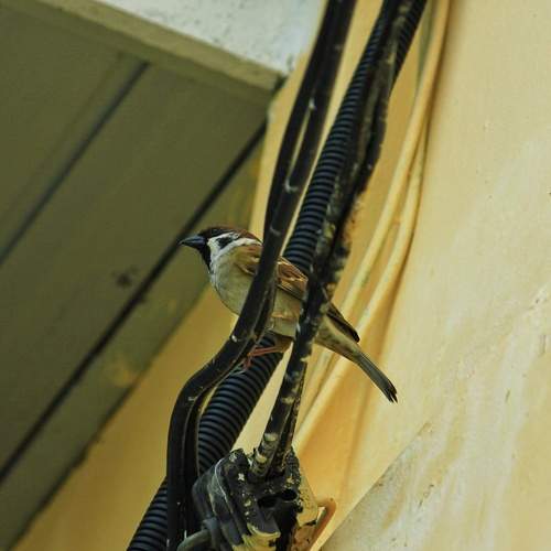 “The Wire Watcher – A Sparrow’s Vigil on the City’s Veins”