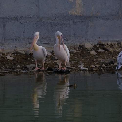 Photo #13699743
