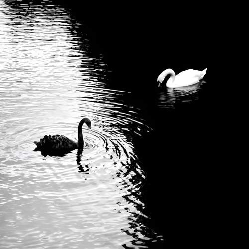 swan lake