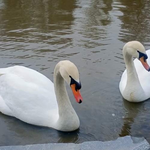 Photo #13699808