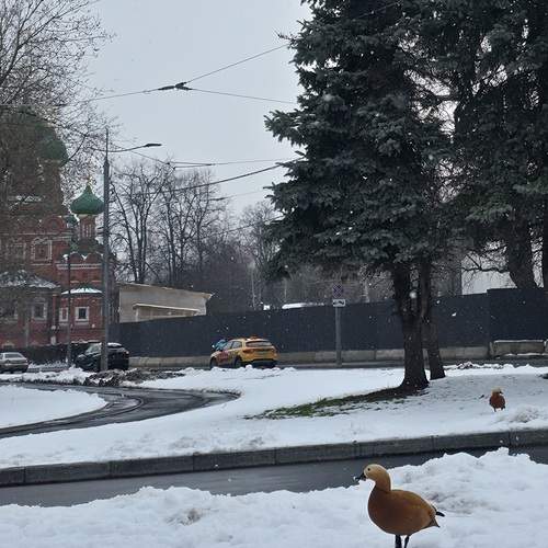 Photo #13699883