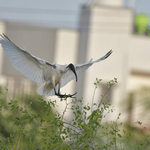 Black-headed Ibis