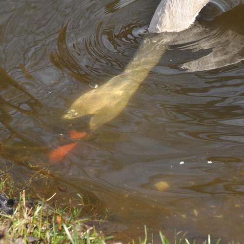 Photo #13699974