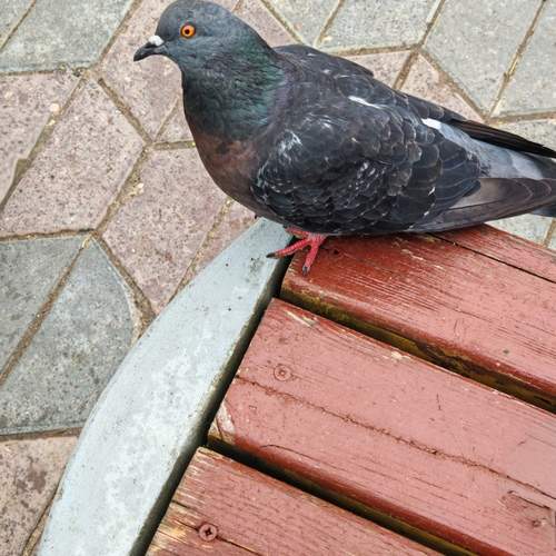Photo #13700003