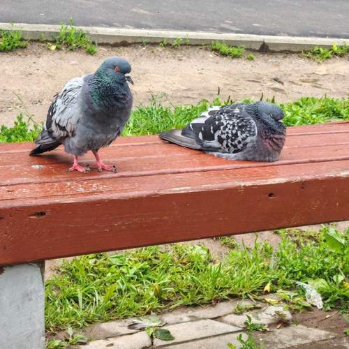Photo #13700021