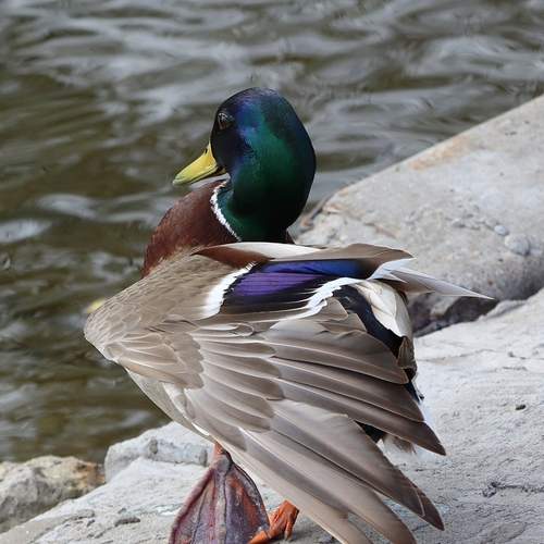 Photo #13700054