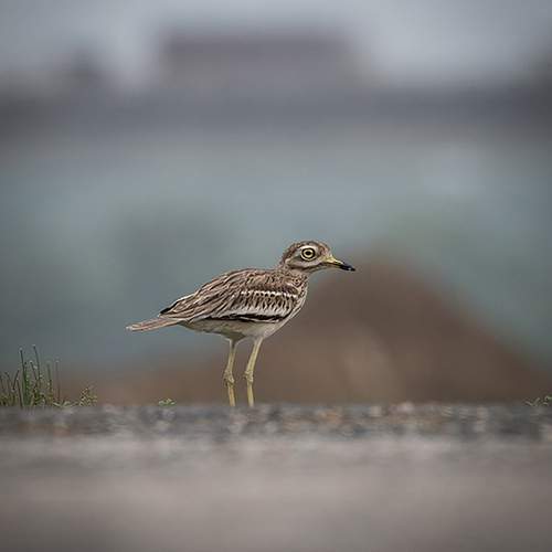 Photo #13700065