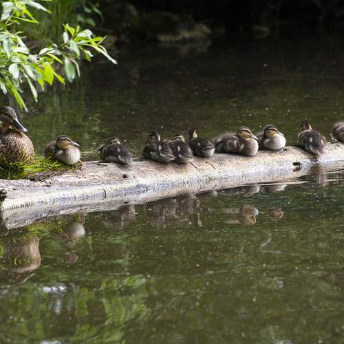 Photo #13700093
