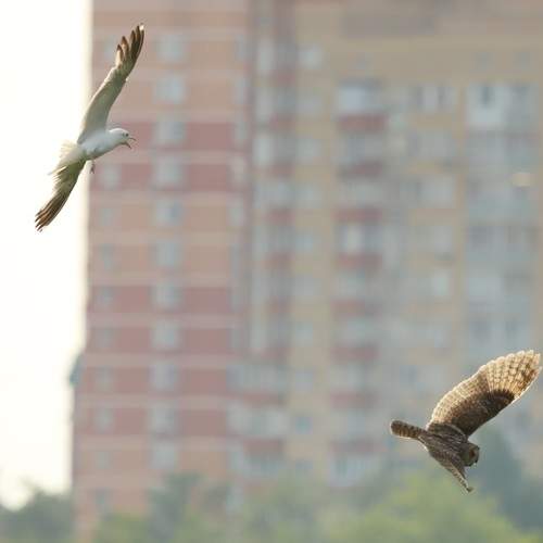 Photo #13700241