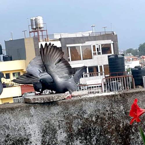 Birds in the City: Rooftop Rivalry