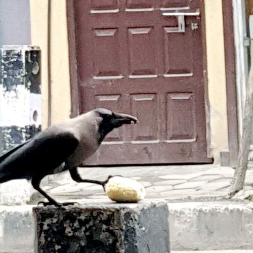 Urban Survivors: A Crow\'s Daily Feast in the Concrete Jungle