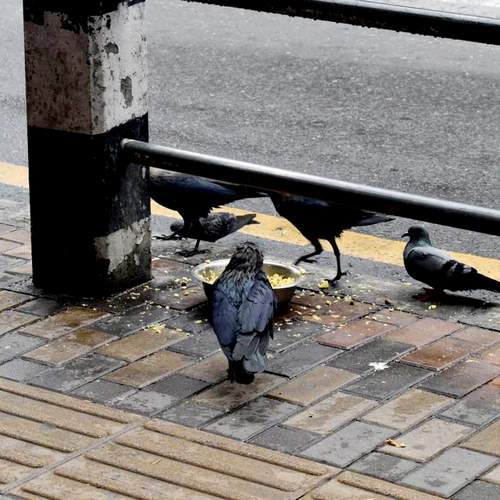 Birds in the City: Survival in the Concrete Jungle
