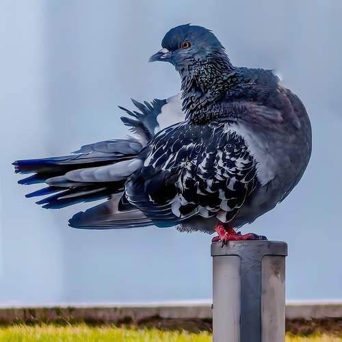Photo #13700406