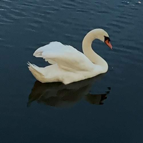 Photo #13700412