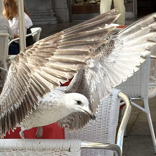 Photo #13700420