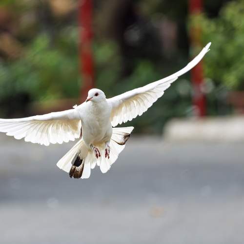 Photo #13700479