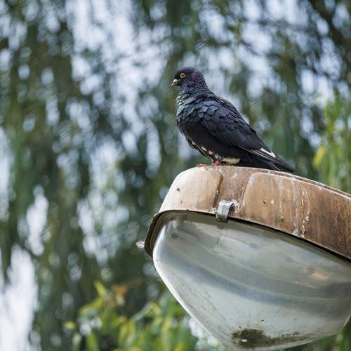 The Streetlamp Sentinel