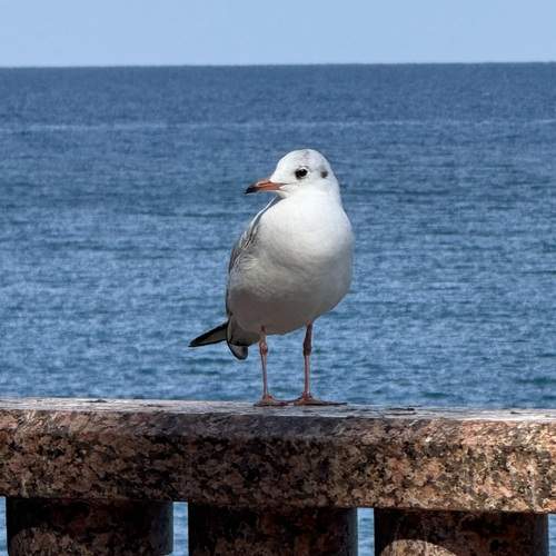 Photo #13700491