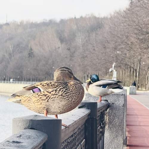 Photo #13700498
