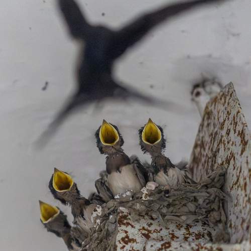 Photo #13700517