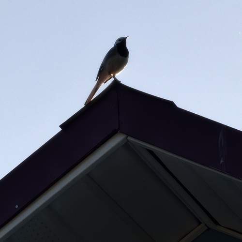Photo #13700526