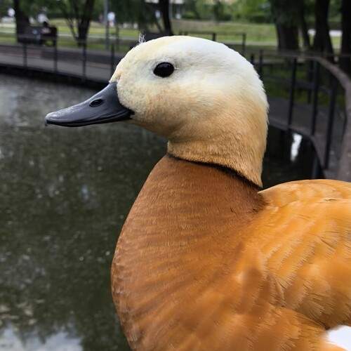 Photo #13700531