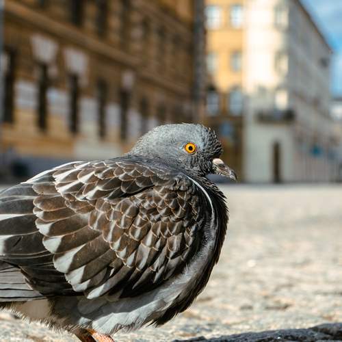 Photo #13700629