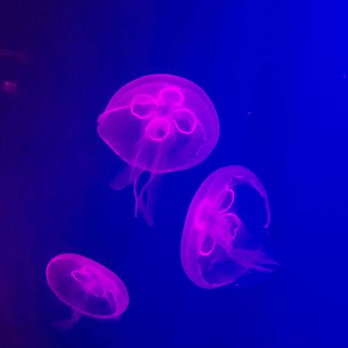 Photo #13700638