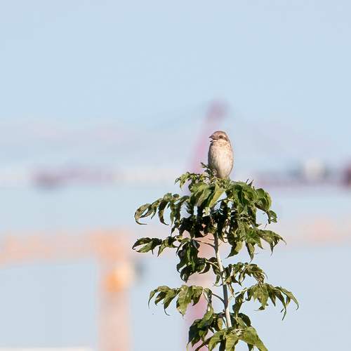 Photo #13700805
