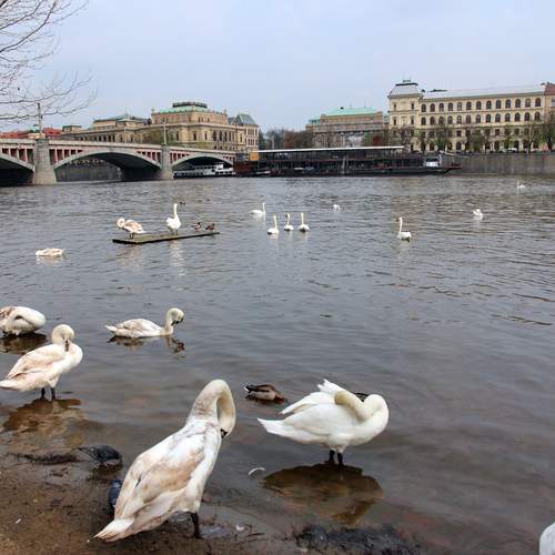 Лебеди в Праге