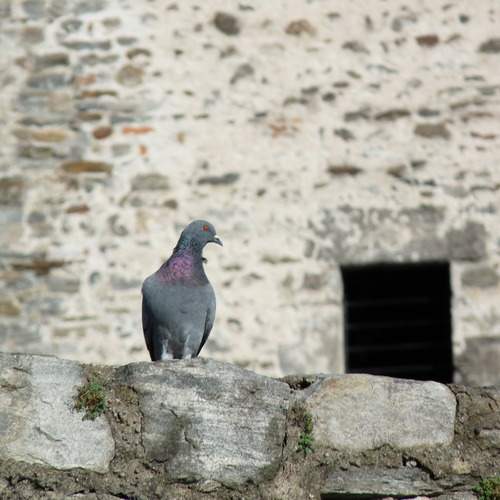 Photo #13700937