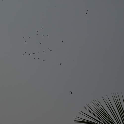 Birds
