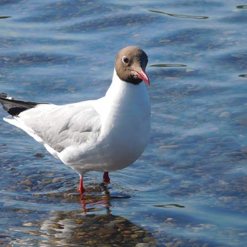 Photo #13701012