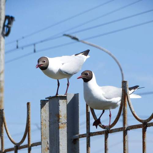 Photo #13701016