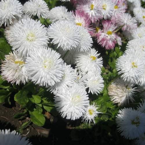 Photo #13701075