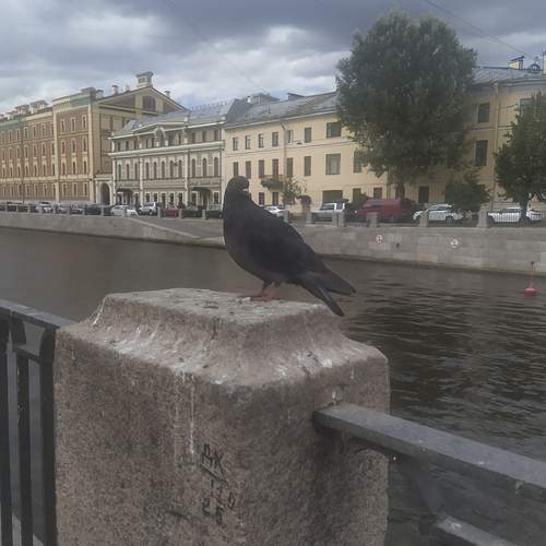Photo #13701088