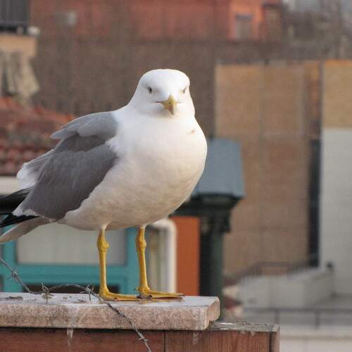 Photo #13701164