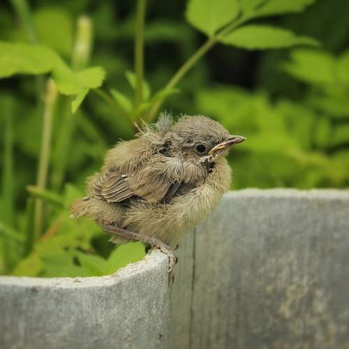 Photo #13701249