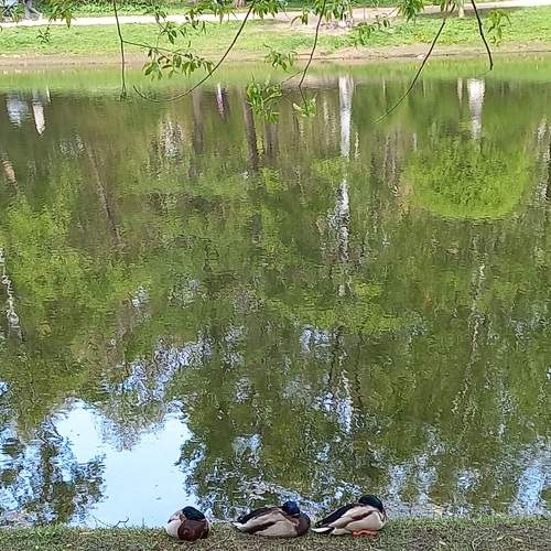 Photo #13701263