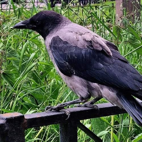 Photo #13701265