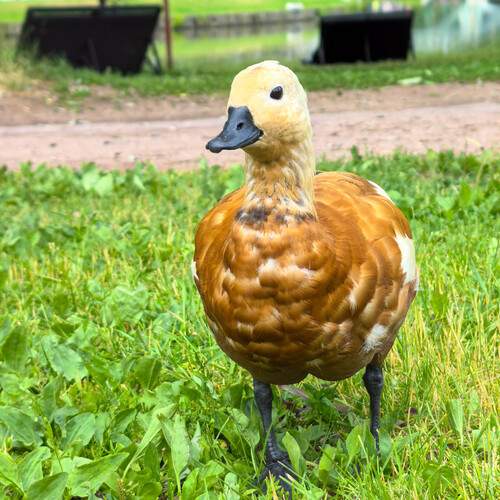 Photo #13701266