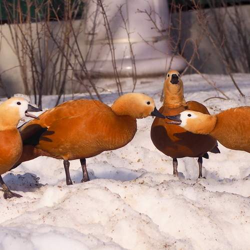 Photo #13701270